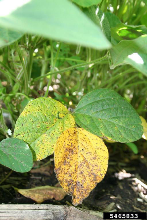Septoria brown spot on soybean leaves. Note the varying amount of infection between the three leaflets. 