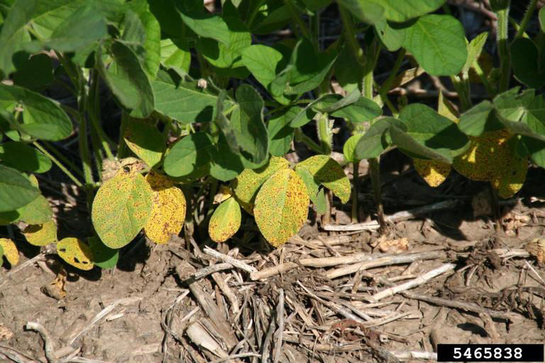 Septoria brown spot on leaves in the lower canopy. Bacterial blight usually occurs in the middle to upper canopy. Photo courtesy of Daren Mueller, Iowa State University, Bugwood.org.  