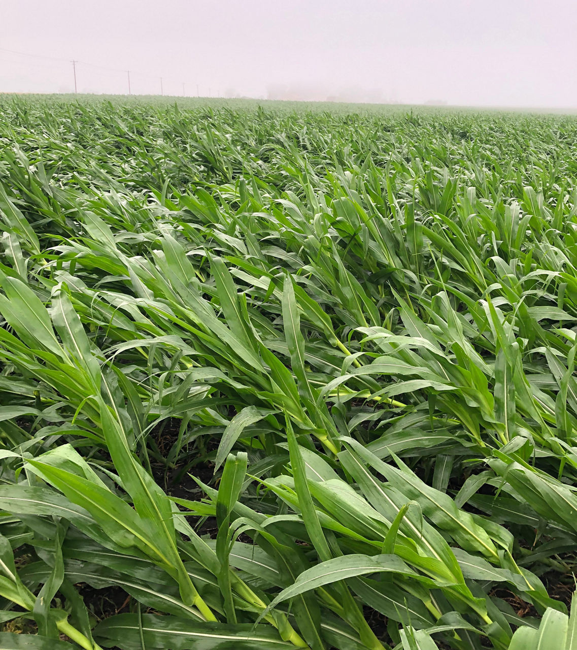 Wind lodged corn