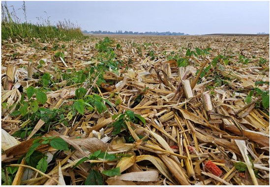 Asian copperleaf in harvested corn field. Picture courtesy of and used with the permission of Meaghan Anderson, Iowa State University. 