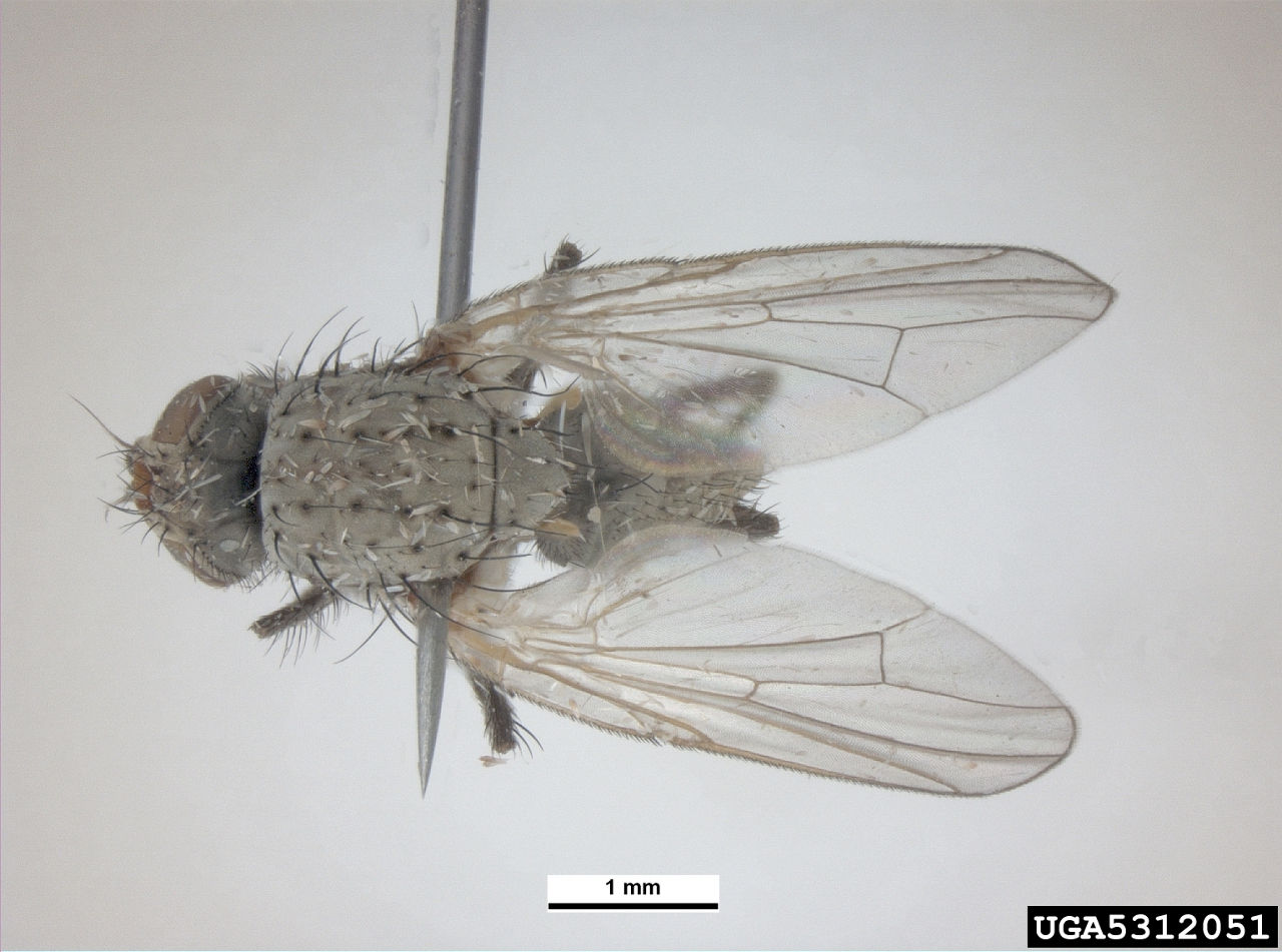 Seedcorn Maggot adult fly