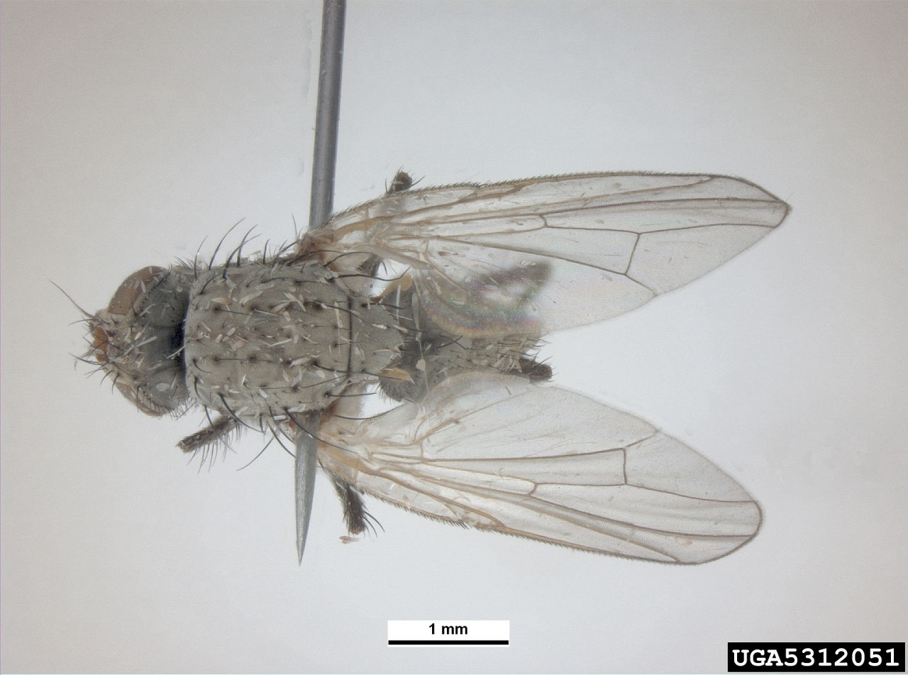 Seed Corn Maggot Identification and Management | Crop Science US