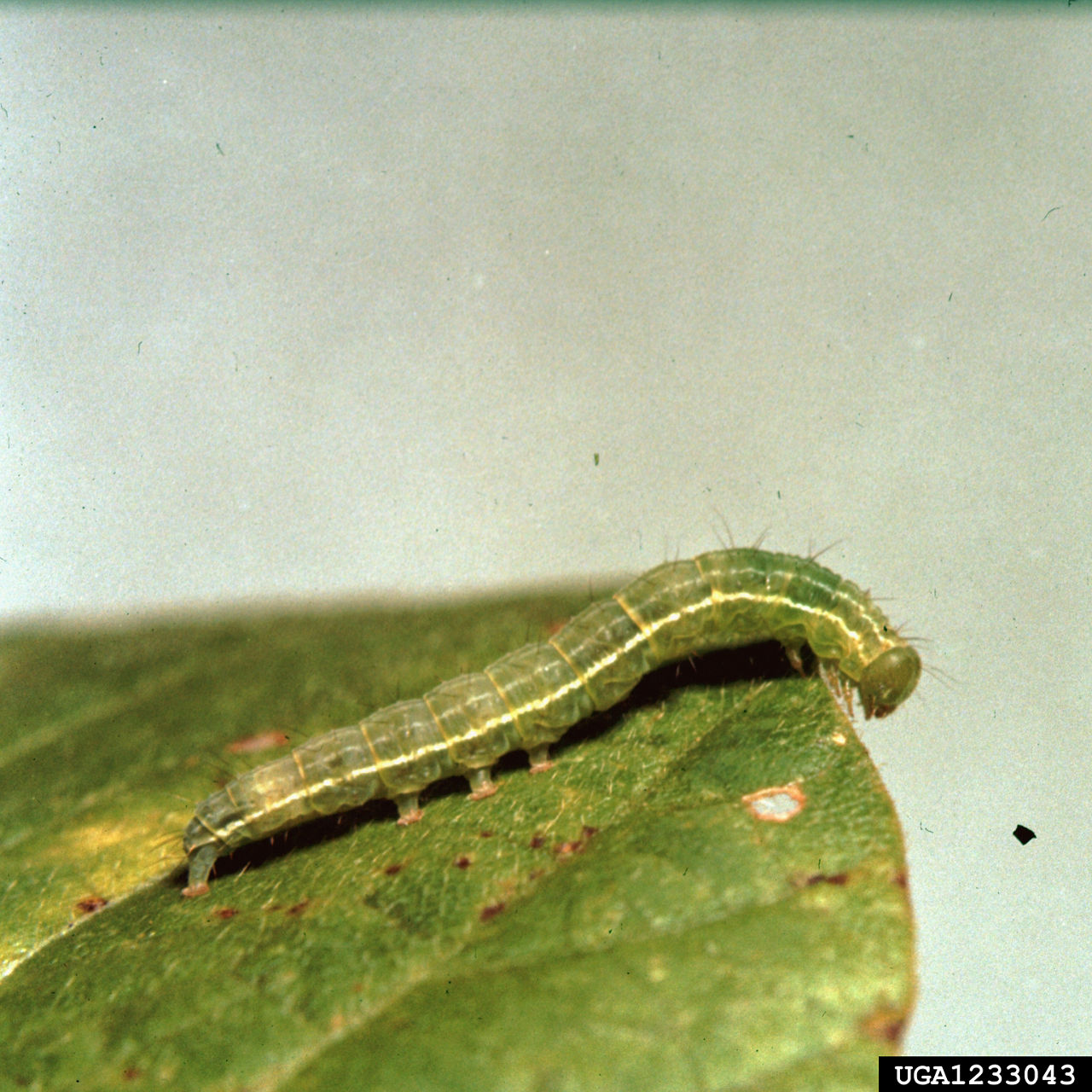 Green Cloverworm