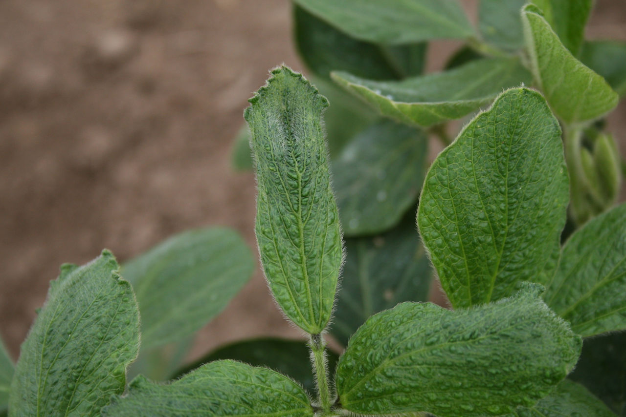 2,4-D strapping injury to soybean