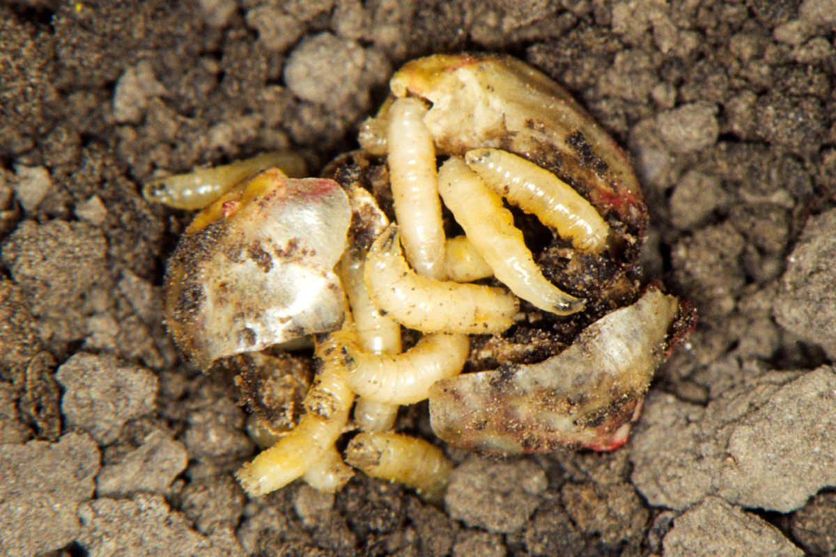 Seedcorn maggots on corn seed.
