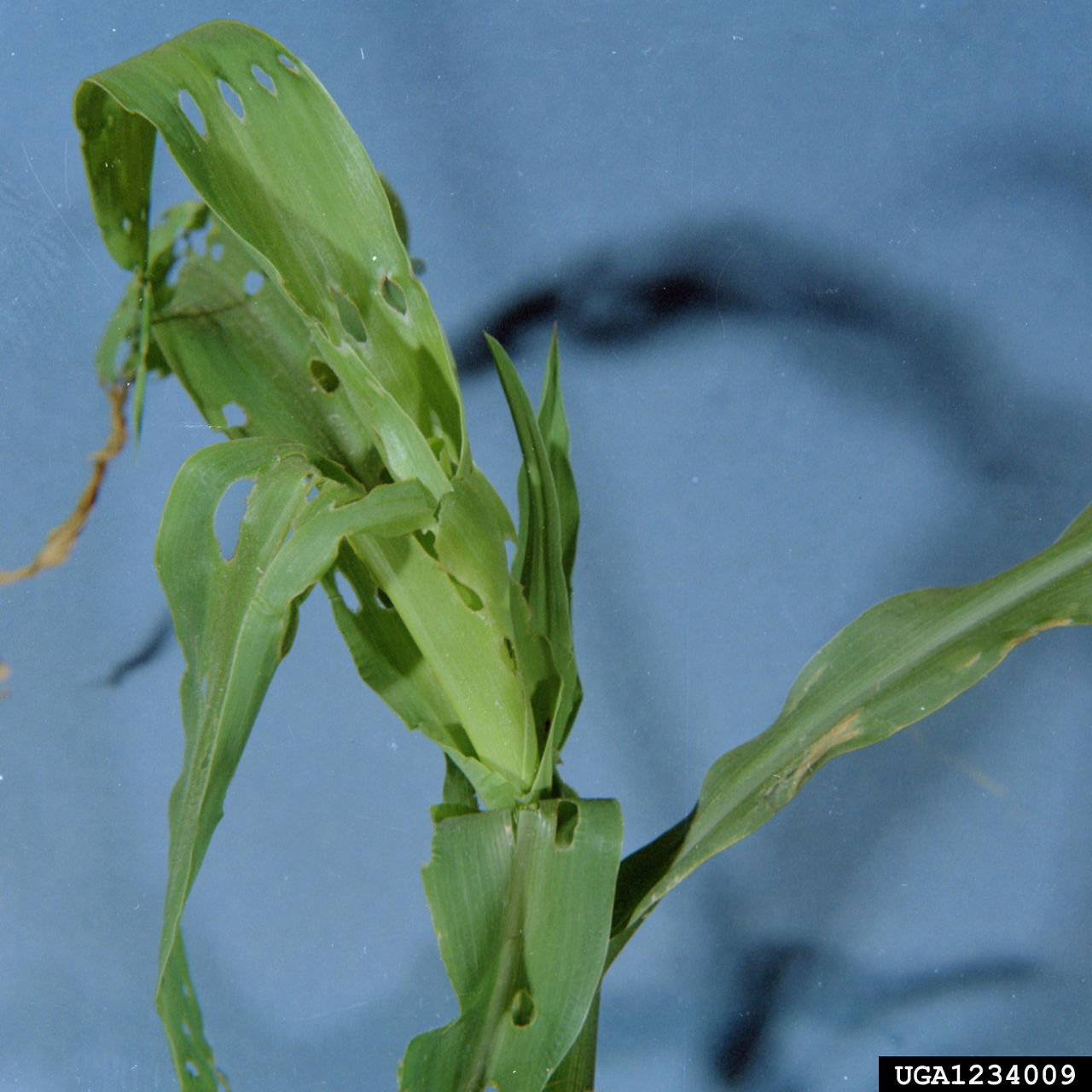 Southern corn billbug damage