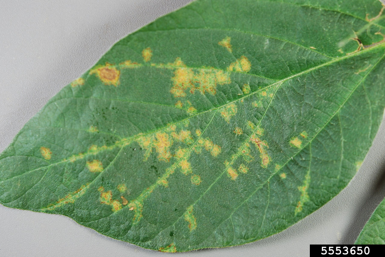 Soybean vein necrosis virus vein clearing. Photo courtesy of Nancy Gregory, University of Delaware, Bugwood.org. 