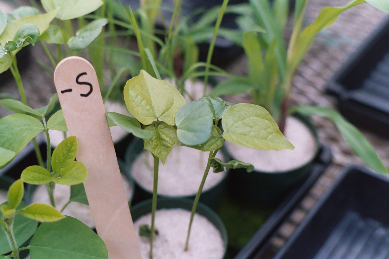 Cotton plants in a greenhouse developing yellow-green leaves due to sulfur deficiency. 