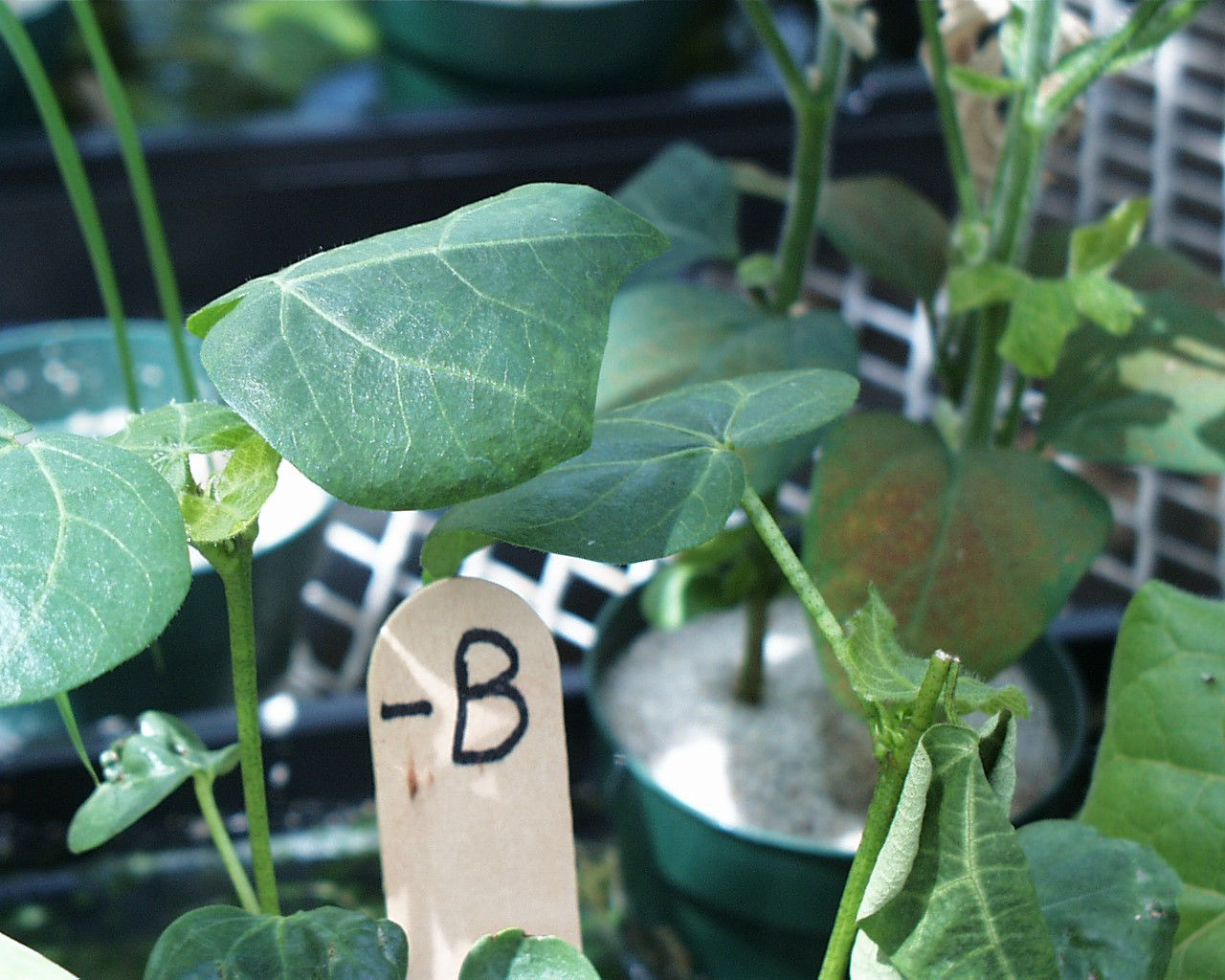 Cotton-Dark banding on petiole indicative of boron deficiency. 