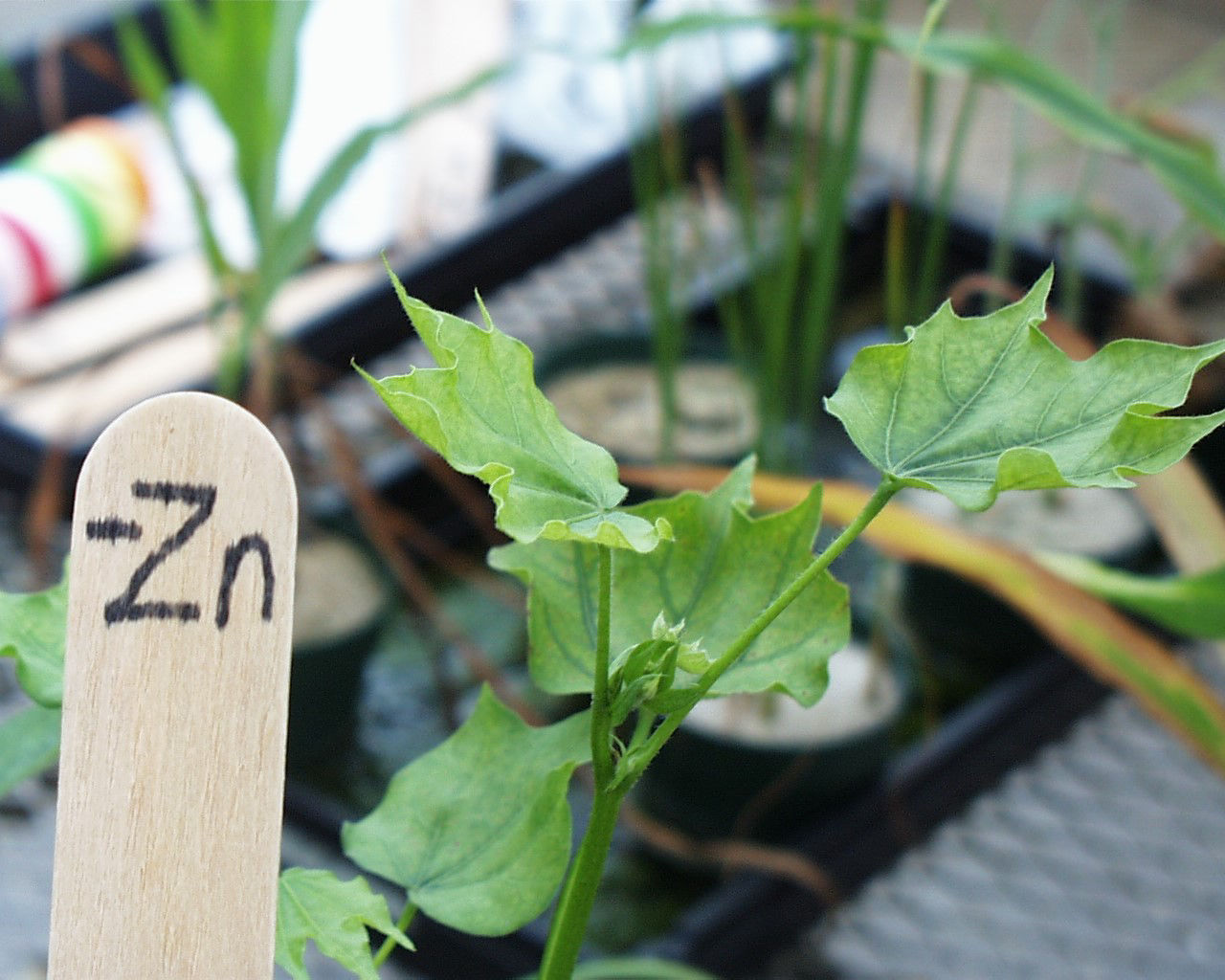 A cotton plant deficient in zinc in a greenhouse with leaves turned upwards. 