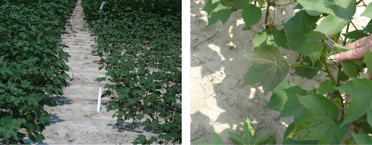 Dark green leaves (left) and reddish coloring on older leaves (right) indicative of phosphorus deficiency. 