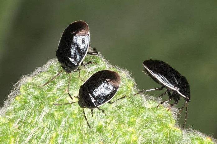 Burrower bug adults. 