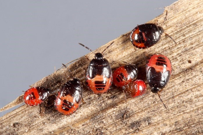 Burrower bug nymphs. 