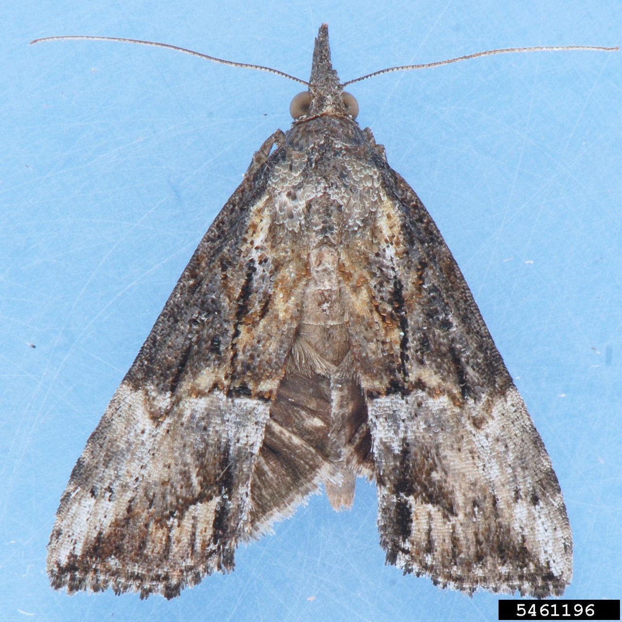 Green cloverworm adult