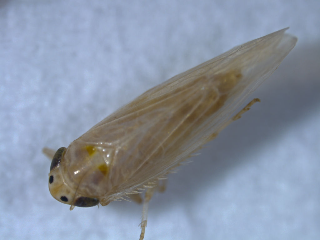 Corn Leafhopper