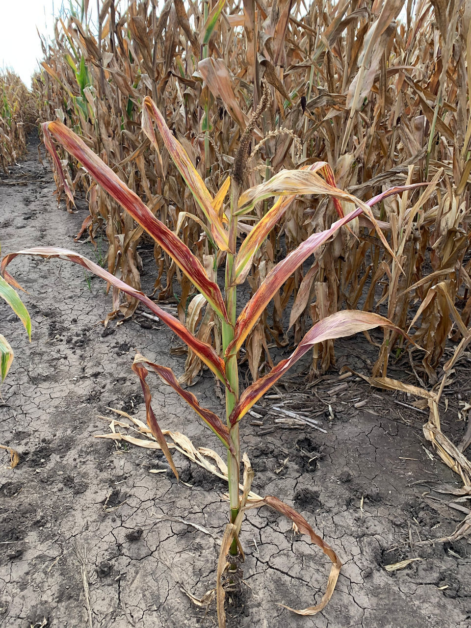 Characteristic stunting and reddening of leaves from corn stunt spiroplasma disease (CSS). Picture courtesy of and used with the permission of Dr. Maria Rodrigues Duffeck, Oklahoma State University. 