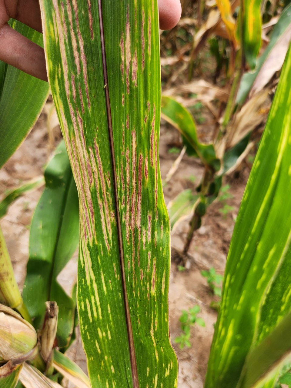 Corn stunt disease (Spiroplasma kunkelii).