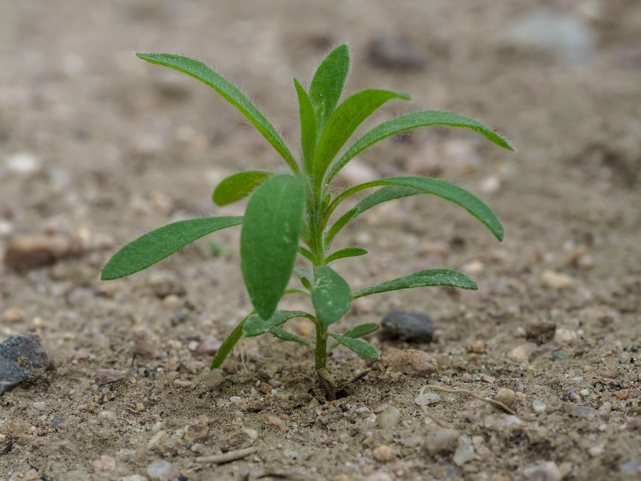 Kochia 