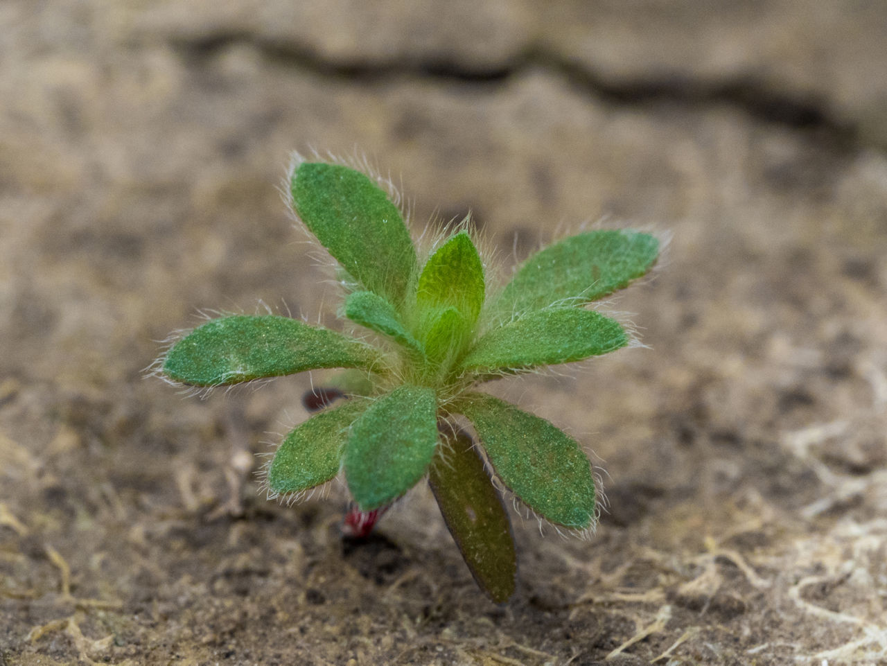 Figure 1. Kochia seedling showing characteristic hairs. Picture courtesy of and used with the permission of Andrew Kniss. 
