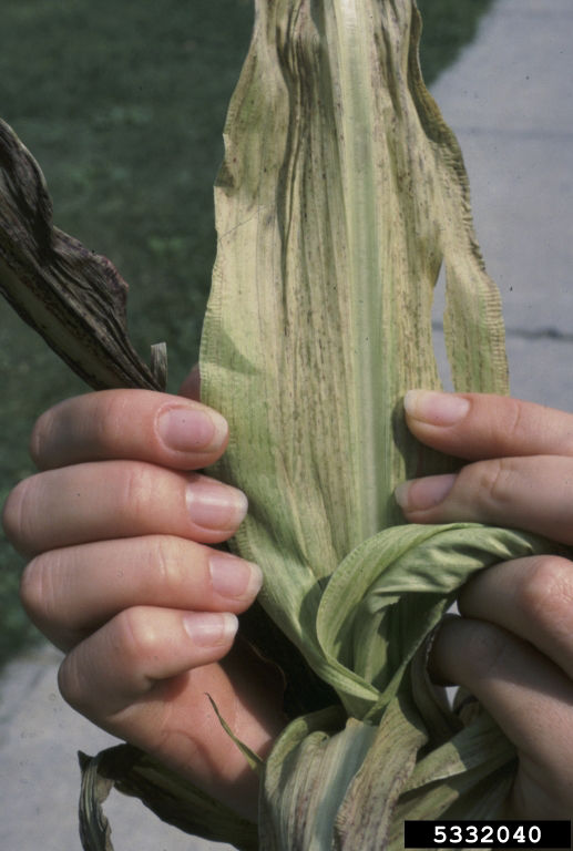 Maize dwarf mosaic infected sorghum plant, note the blotches on the leaf. 