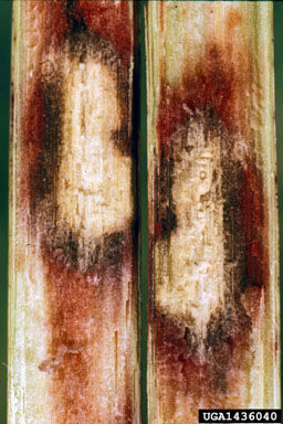 Anthracnose infection in sorghum stalk. 