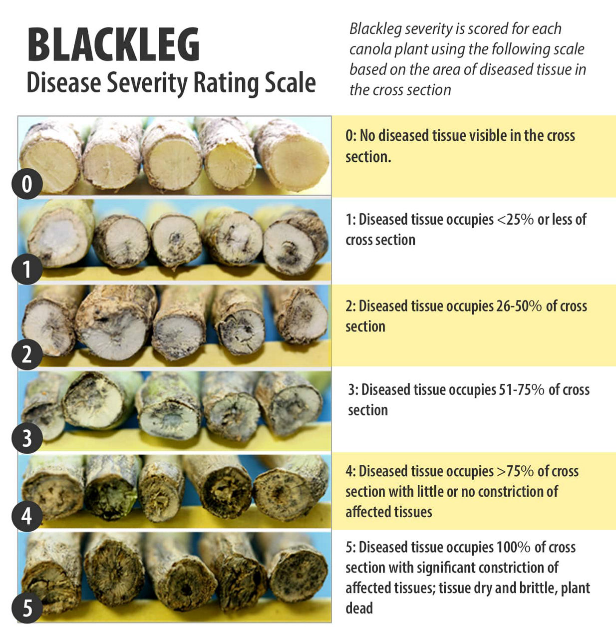 Blackleg disease rating severity scale. 