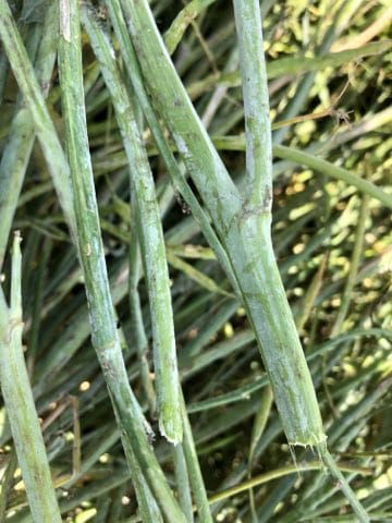 Figure 11. Powdery mildew infection on canola stem. Image Courtesy of the Canola Encyclopedia. 