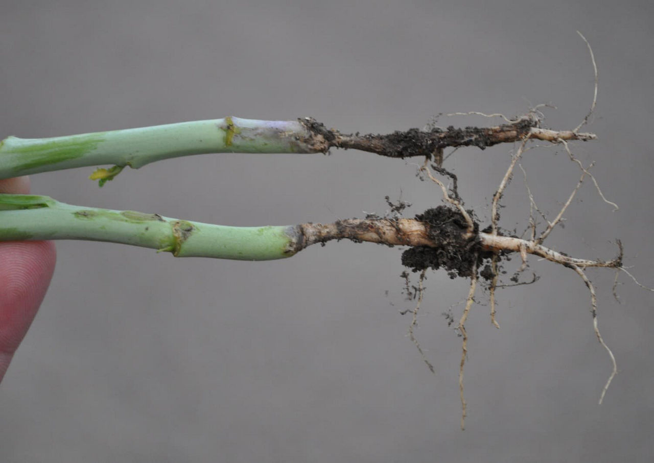 The effect of root rot on the taproot of canola. 