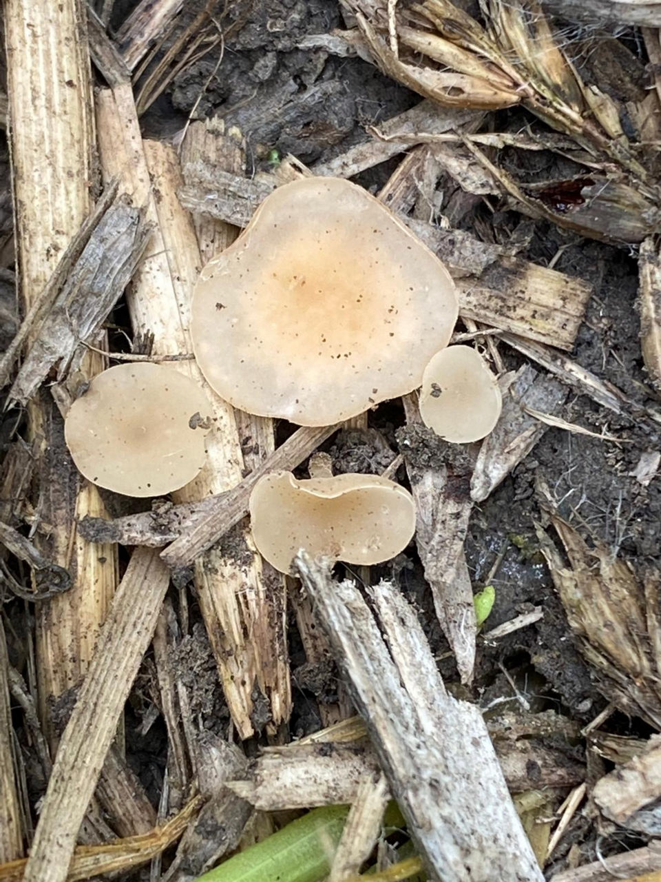 Figure 15. Apothecia growing from the soil, surround by stubble. Image Courtesy of Dirt Road Agronomy Inc. 