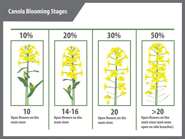 The optimum bloom stage to apply fungicide to canola to prevent Sclerotinia infection is 20% to 50% bloom. 