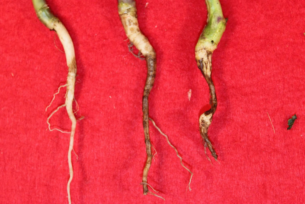 Brown girdling root rot with varying levels of infection. 