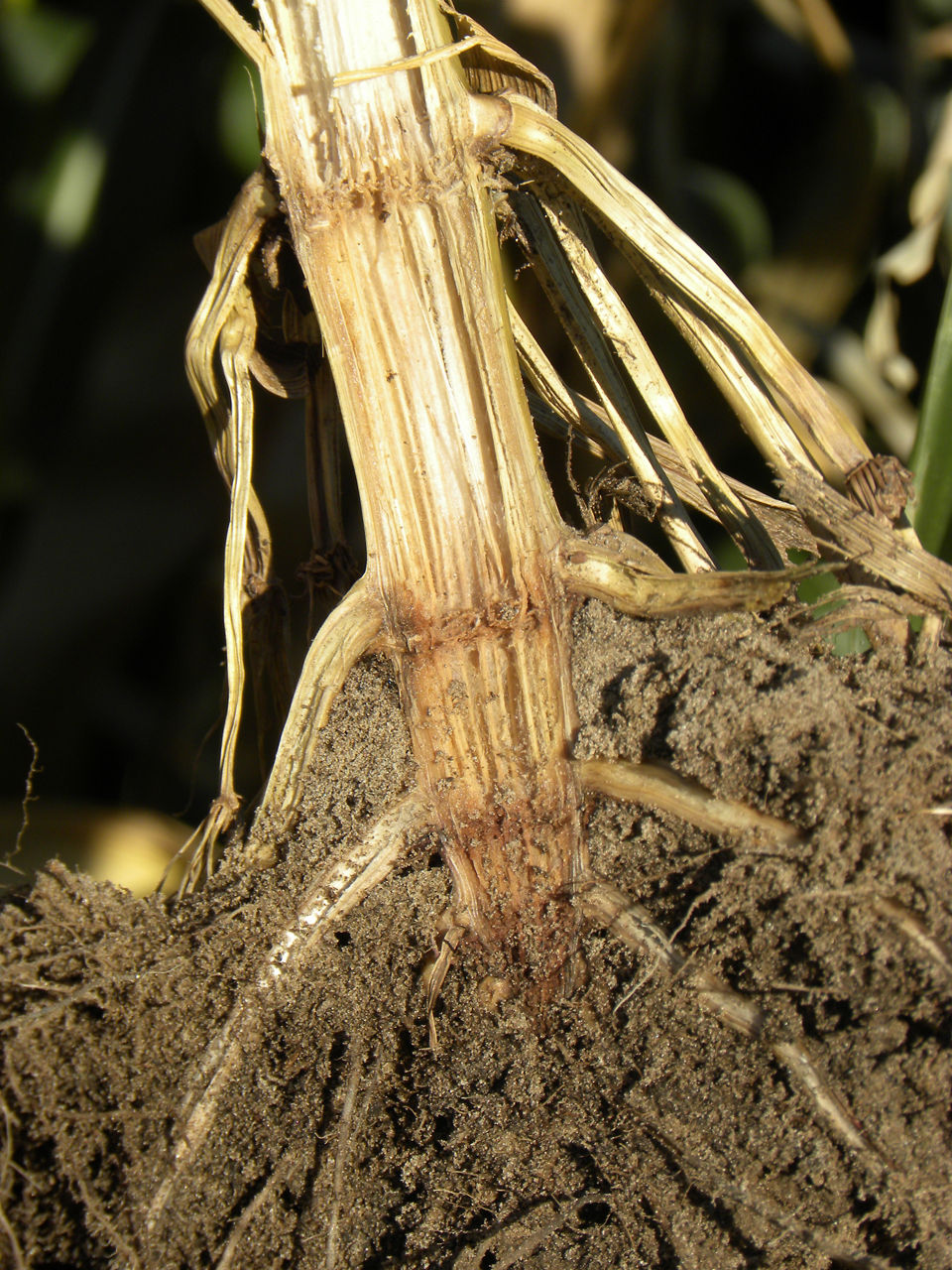Rotted crown from a ghost plant, note the discoloration extends into the lower internodes
