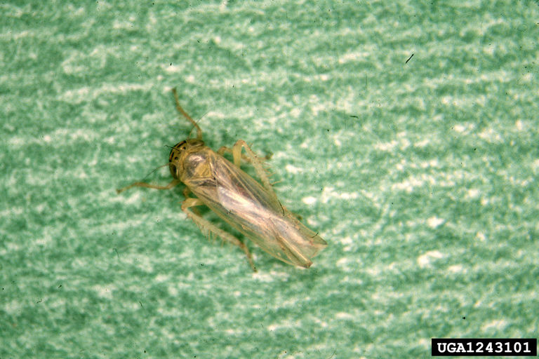 Aster leafhopper. 