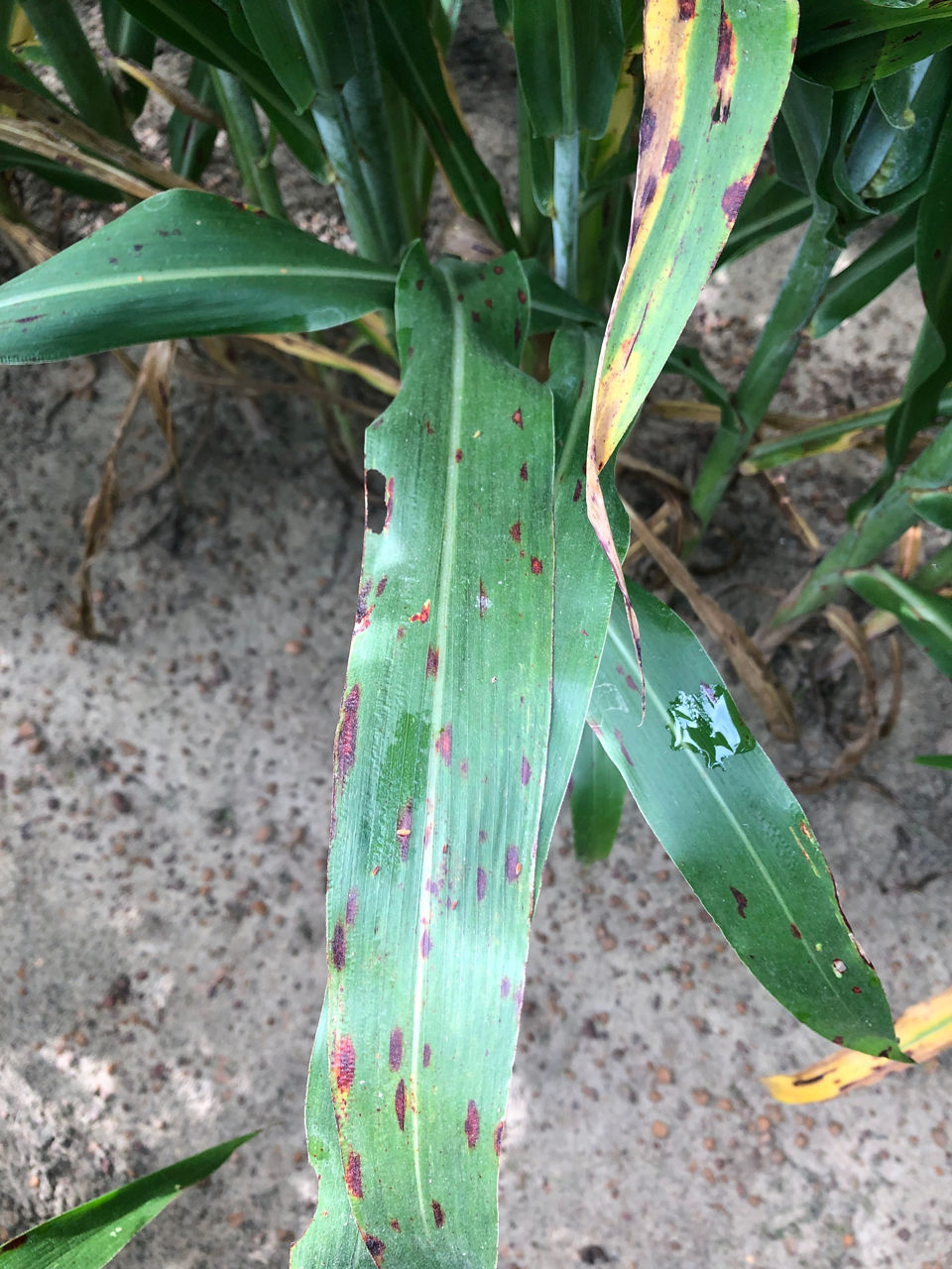 Anthracnose leaf blight on grain sorghum leaves