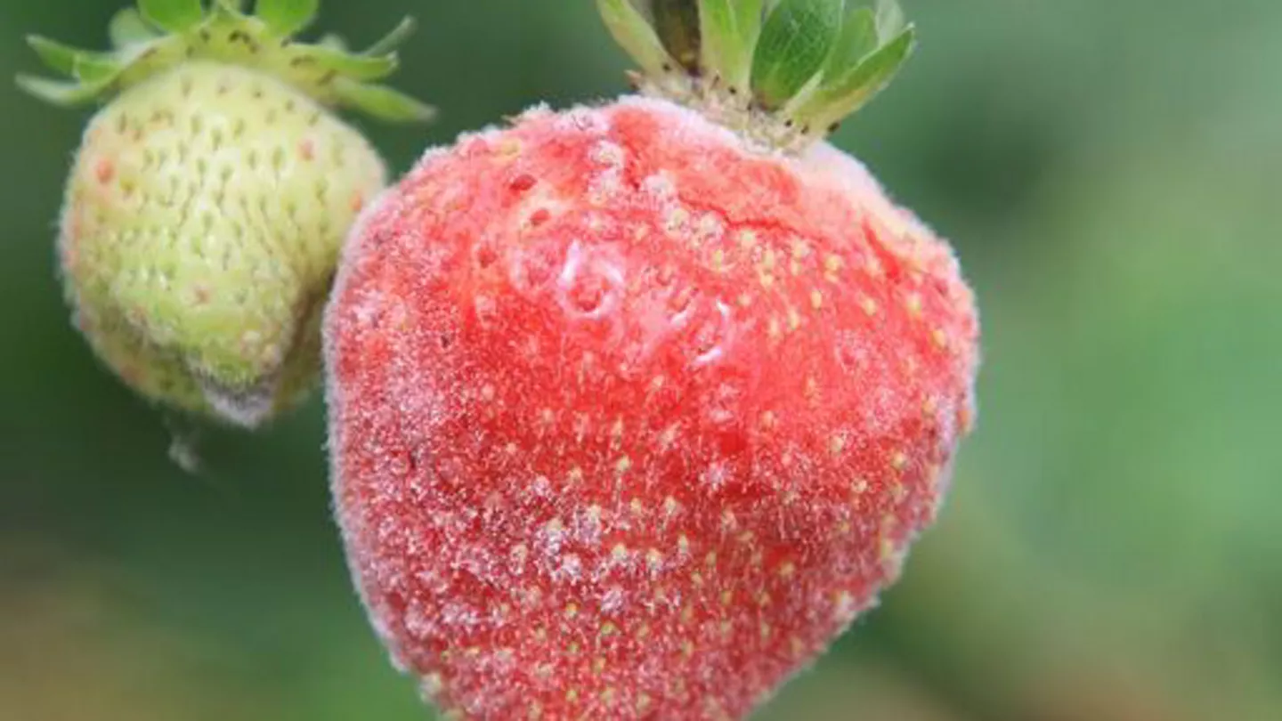 Common Strawberry Diseases