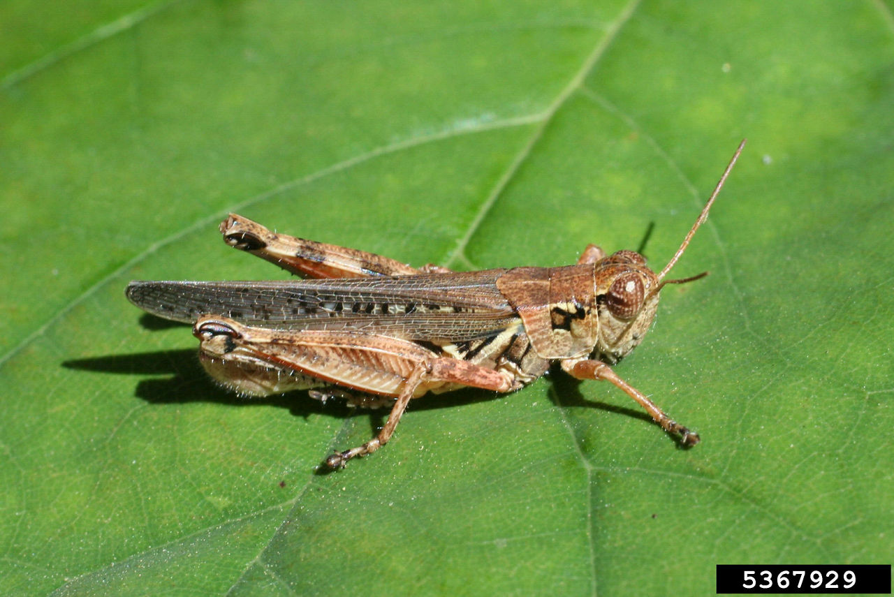 Redlegged Grasshopper