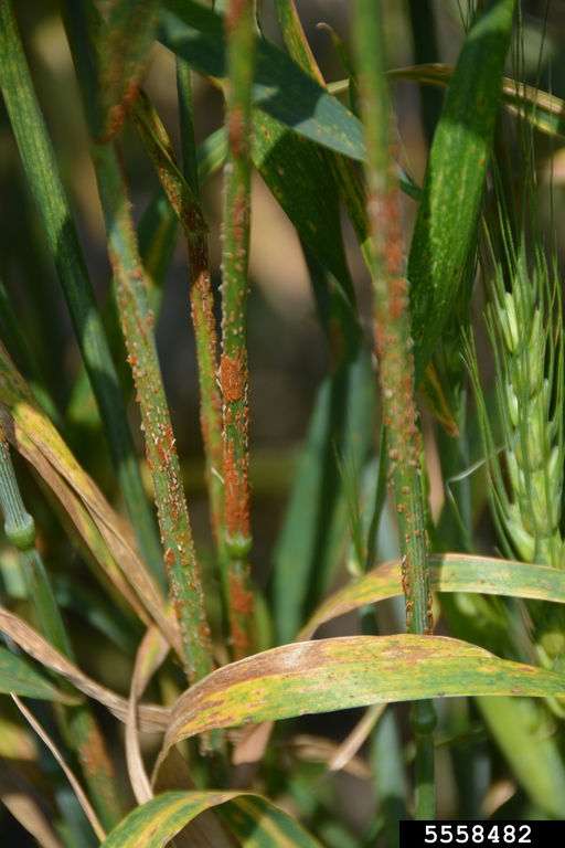 Stem rust has larger pustules on upper and lower leaf surfaces. 