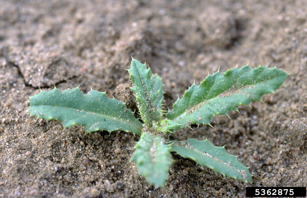 Canada thistle should be controlled when it is less than 6 inches tall. Image courtesy of Phil Westra, Colorado State University, Bugwood.org