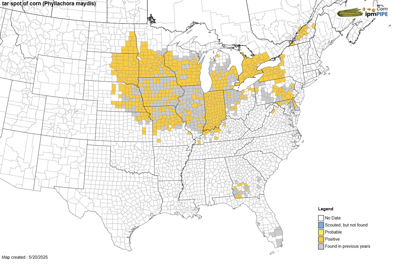 Figure 1. A map of current and previous tar spot infected areas as of September 2, 2025. Source:  https://corn.ipmpipe.org/tar-spot/. 