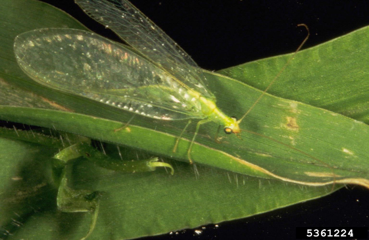 Adult green lacewing. 