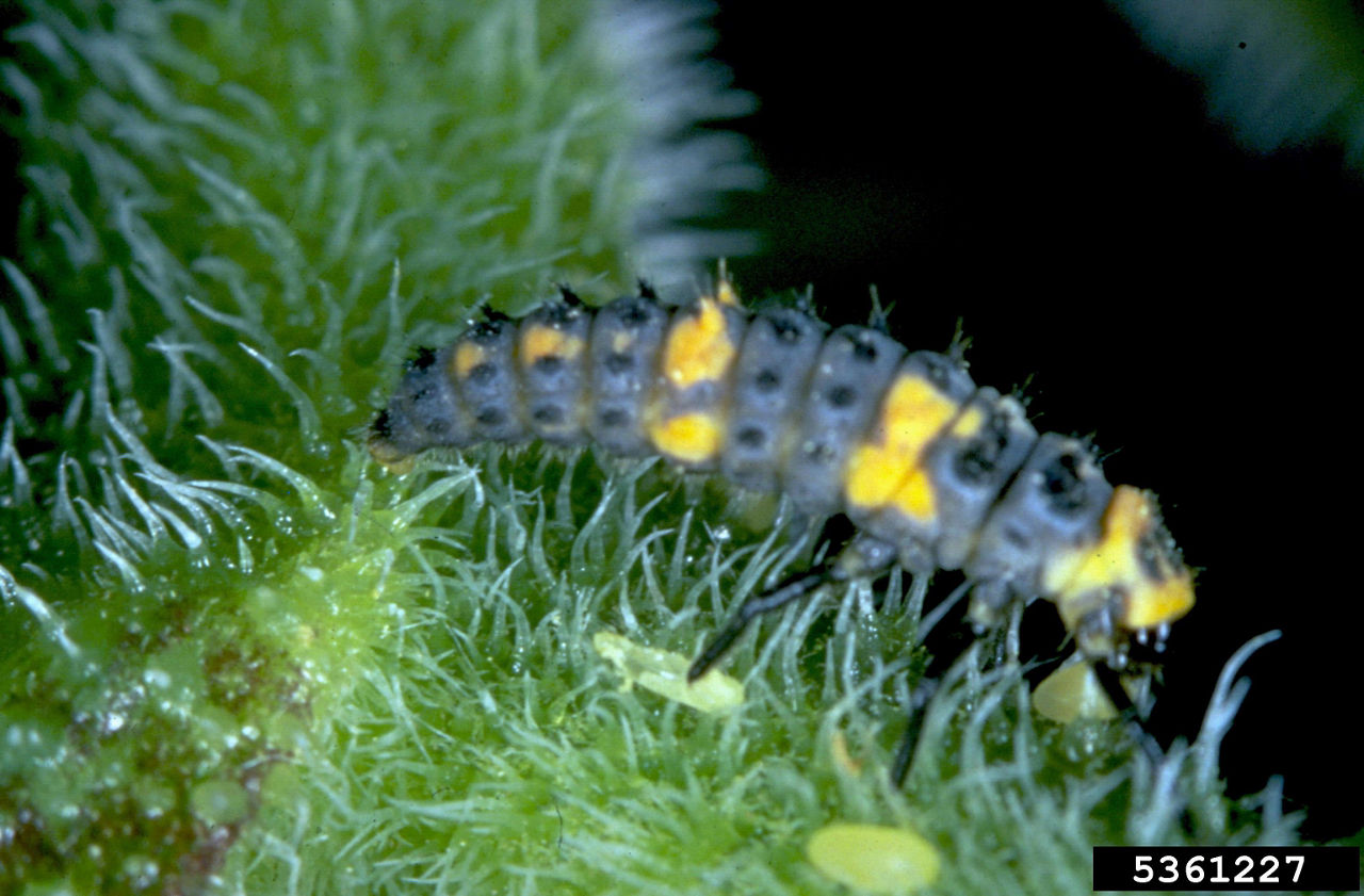 Lady Beetle (Bug) Larva image
