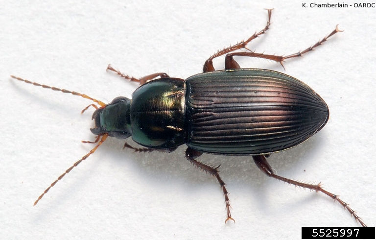 Adult ground beetle. 