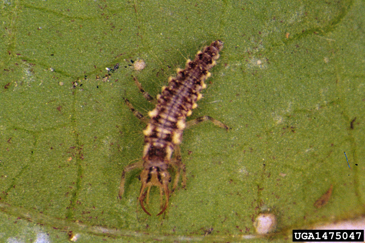 Green lacewing larva. 