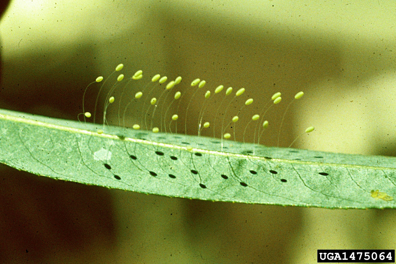 Green lacewing eggs on threadlike stalks. 