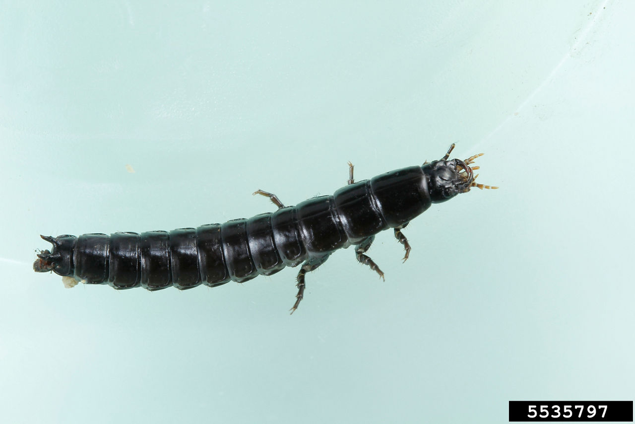 Ground beetle larva. 
