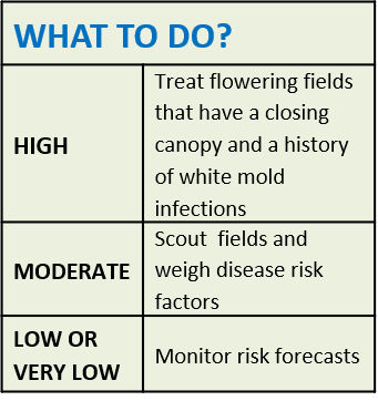 White Mold Table - What to do