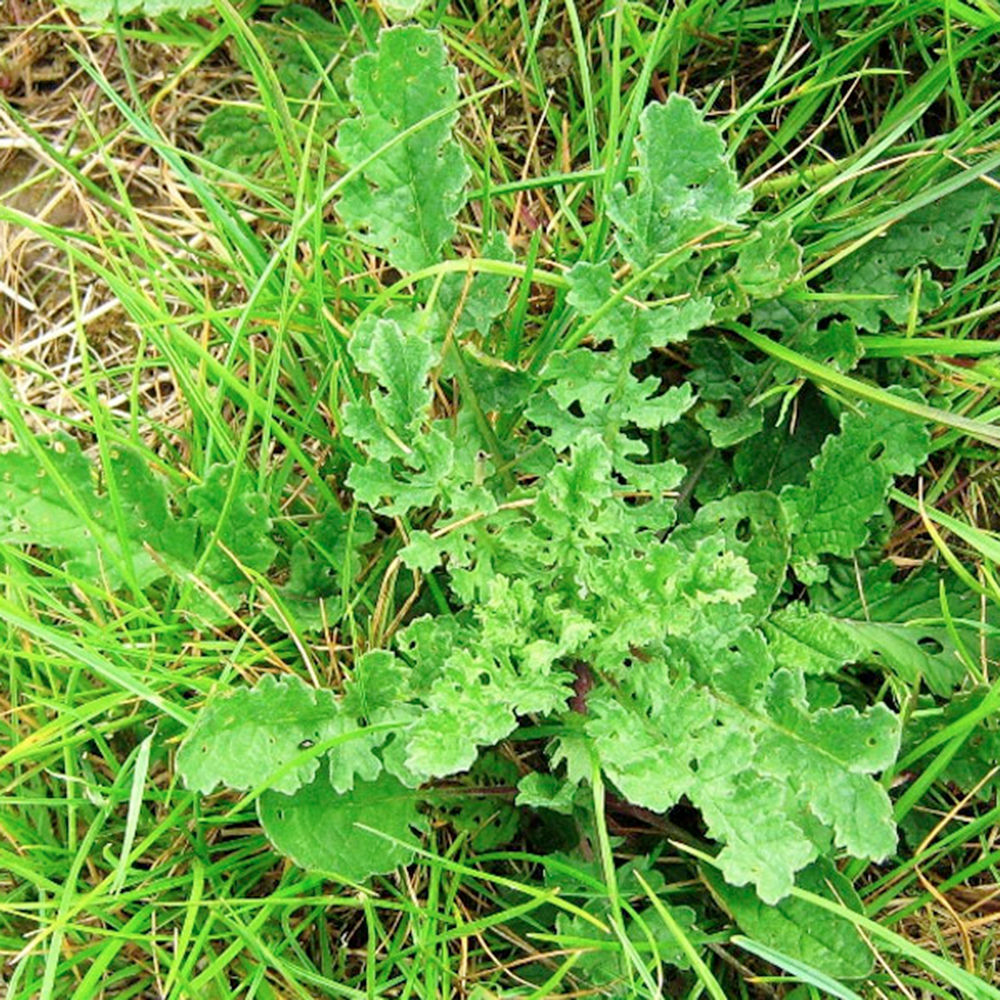 Tansy_Ragwort