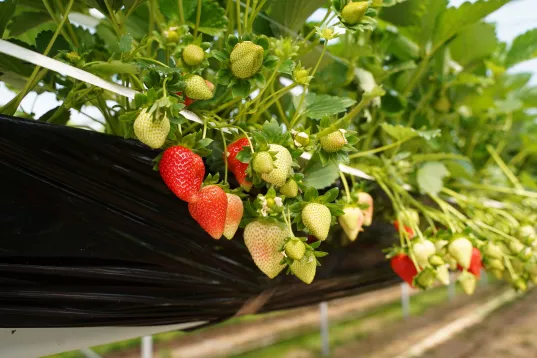 Thwan_Van_Gennip_BV_Strawberries_Rich_Text_Editor.jpeg