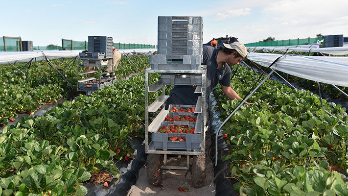 Busy picking fruit at Ti Strawberries, Bullsbrook, WA  