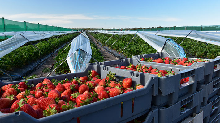 Some of the quality strawberries straight from the field at Ti Strawberries, Bullsbrook, WA.